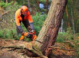 Best Tree Health Inspection  in Neptune Beach, FL